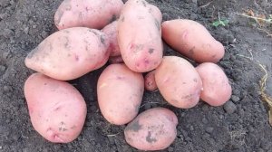 Копаем картофель.Сорта Ароза,Хозяюшка, Розара.Кто самый жаростойкий и засухоустойчивый? Август2022