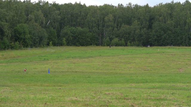 Чемпионат РКФ Br по курсингу в породе Басенджи (Курсинг на Русском Просторе, Суханово) смотреть онлайн