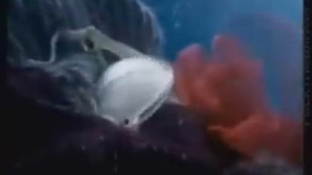 Ariston - Underwater World