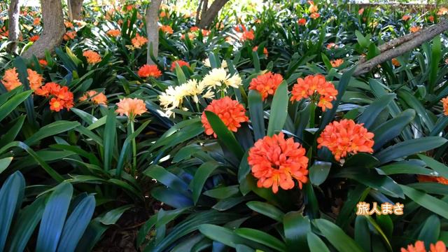 君子蘭　Clivia　そよ風の誘惑　旅人まさ tyt masa смотреть онлайн