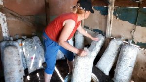 Как выращивать грибы ВЁШЕНКИ,   полив .