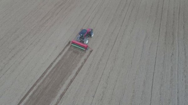 Посев Амаранта