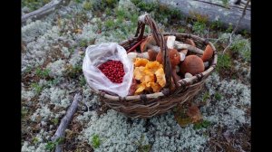 Грибная разведка 09 сентября 2023. Приозерский район