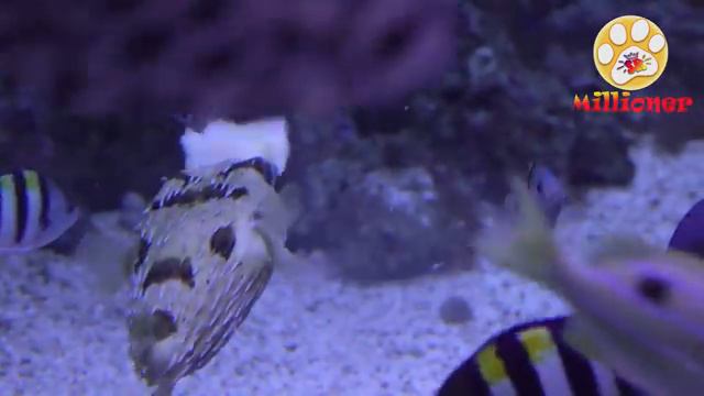 ПИРАНЬИ и ко деагостини ПРОТИВ настоящие пираньи 🐠 🐠 🐠 смотреть онлайн