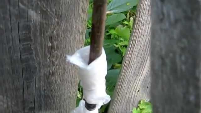 Воздушные отводки - метод размножения деревьев