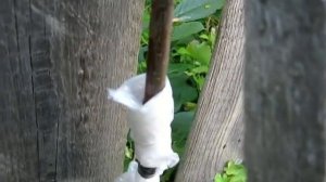 Воздушные отводки - метод размножения деревьев