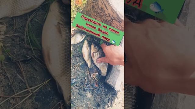!!!!Рыбалочка,!!!!Заброшенный пруд .Карась#Рыбалка#Осенняя рыбалка# смотреть онлайн