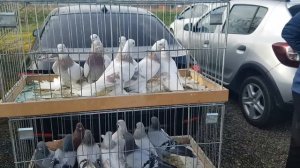 Германия, птичий рынок или базар голубей в г.Appenweier. 03.03.2024г.