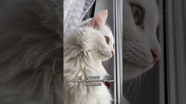 Почему же котиков нельзя кормить сладким смотреть онлайн