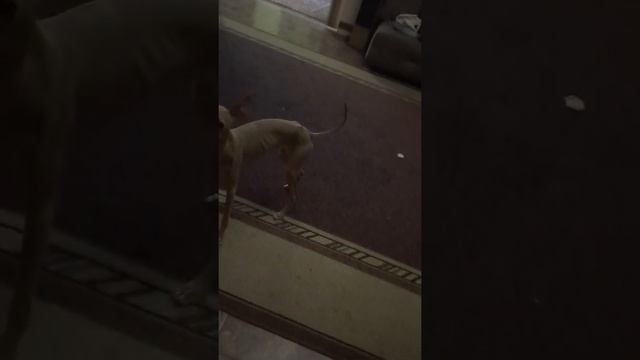 гонки на выживания ,гончая ливретка смотреть онлайн