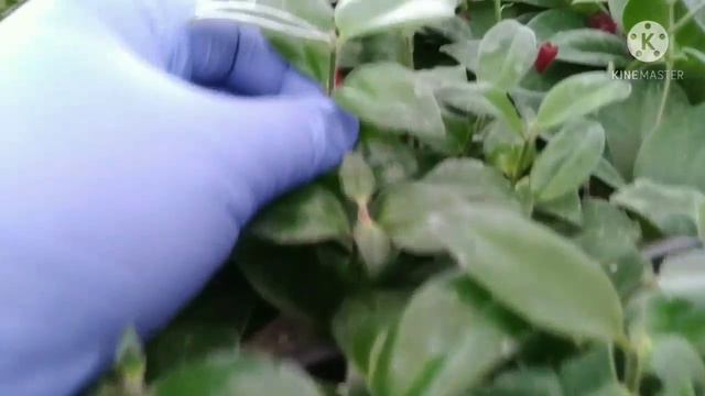 Она мехри гуллини ховлига экиладигон куп йилик тури смотреть онлайн