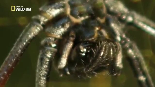 Убийственная скорость: Джунгли - Speed Kills jungle HD смотреть онлайн