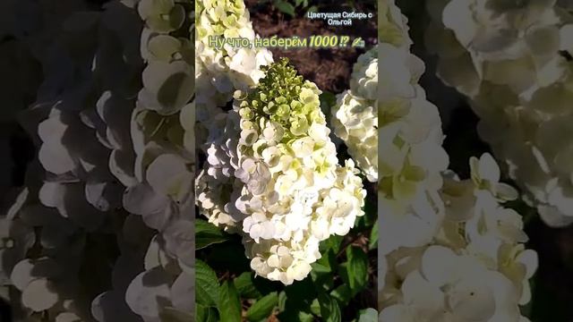 Гортензия метельчатая Мэджикал Монблан/Цветение гортензии.#shorts смотреть онлайн