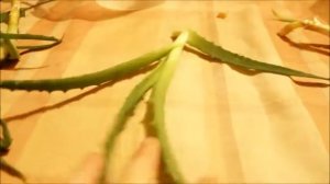 Черенкование алоэ ч 1