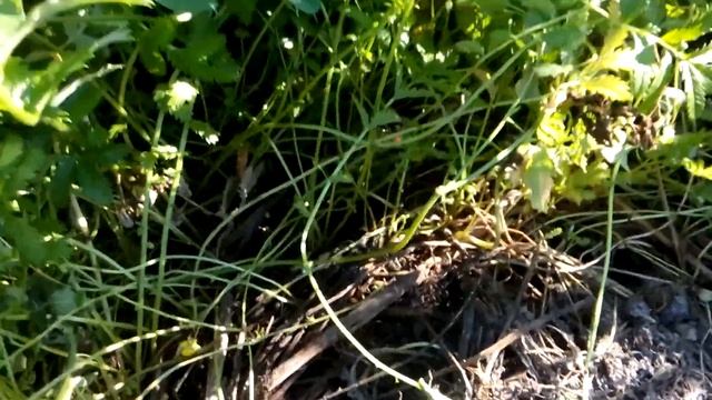 Картофель "Жуковский" по целине 2017 год. смотреть онлайн