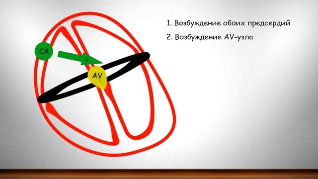 Фундаментальные знания об ЭКГ часть 3 ЭДС сердца проводящая система сердца