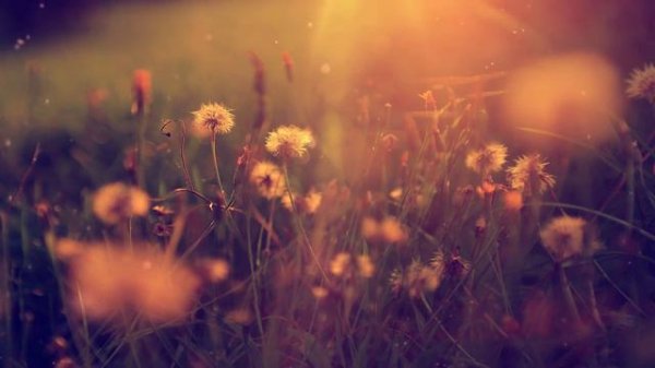 Футажи для видеомонтажа - Полевые цветы