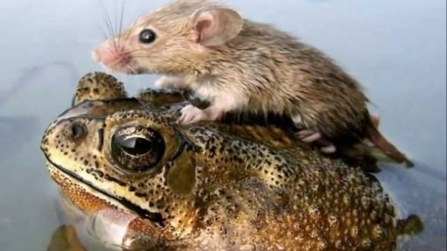 ТАКИЕ СТРАННЫЕ ДРУЗЬЯ смотреть онлайн