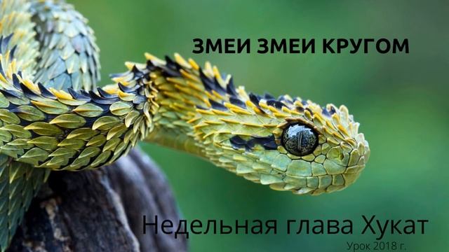 Недельная глава Хукат. Змеи, змеи кругом. Бемидбар 20. Запись 2018 г. смотреть онлайн