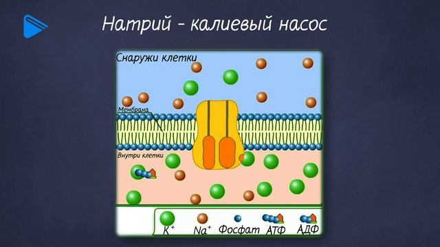 10 класс - Биология - Строение и функции эукариотической клетки. Клеточная мембрана. Ядро смотреть онлайн