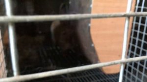 Кролики. Новые окролы. Кукование крольчат. Пропойки от кокцидиоза препаратом Стоп-Кокцид