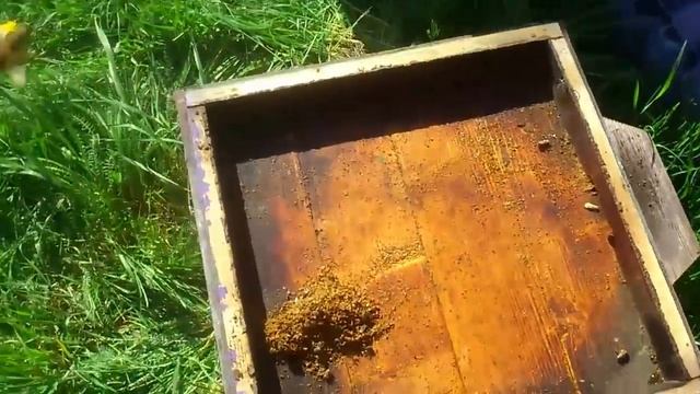 Это должен знать каждый начинающий пчеловод. Чистота в улье.