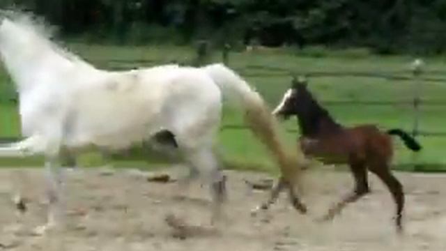 Spartacus TN Holy-Moly m. Airco (Casco x Abgar x Jasper x Formateur) смотреть онлайн
