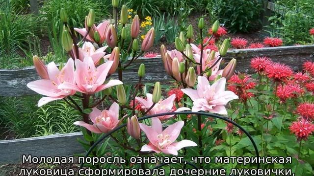 Лилия Элоди смотреть онлайн