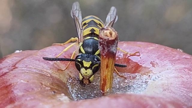 Оса крупным планом (анфас) / Wasp close-up (full face) смотреть онлайн