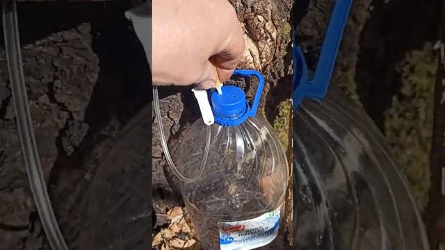 Лесная грибная магия