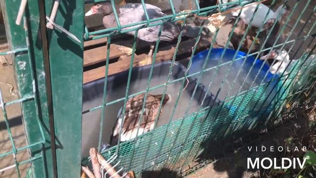 Пришла жена домой и жизнь закипела ! смотреть онлайн