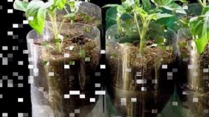 Гидропоника – что это такое? Выращивание комнатных цветов на гидропонике.