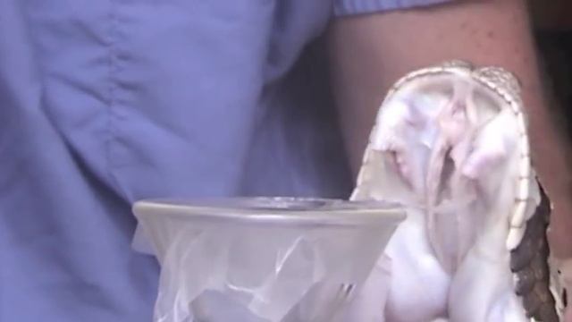 Venom extraction from large gaboon vipers (Bitis gabonica rhinoceros) смотреть онлайн