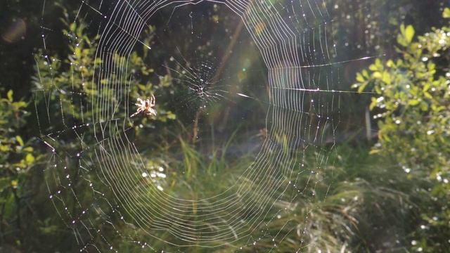 Паук-крестовик Araneus плетёт ловчую сеть / garden spider weaves a spiderweb смотреть онлайн
