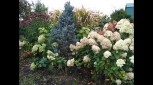 Красивые клумбы с гортензиями !