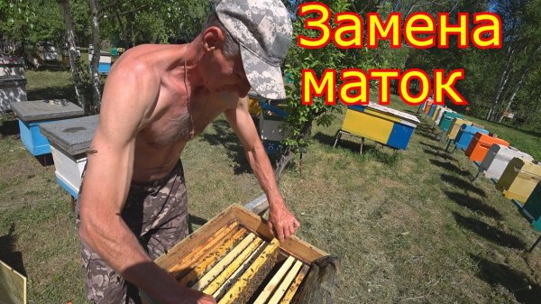 Замена маток в семьях КАК МЫ МЕНЯЕМ МАТОК!