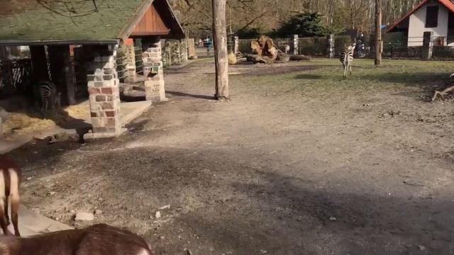 Поход в зоопарк города Хамм смотреть онлайн