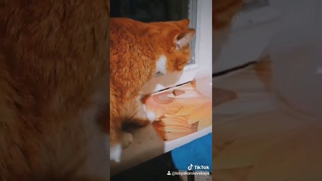 Отдам колбасу кота Семёна смотреть онлайн