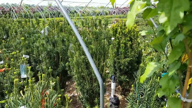 Tree Shopping! Amazing Japanese Maple Nursery + Plant Haul || Vlog смотреть онлайн