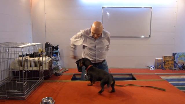 Дрессировка таксы Гавра. День 4. Вечернее занятие смотреть онлайн