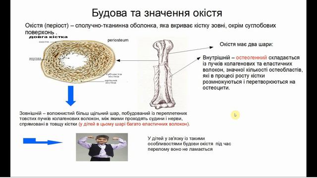СКЕЛЕТ ЛЮДИНИ, ЙОГО БУДОВА ТА ФУНКЦІЇ. смотреть онлайн