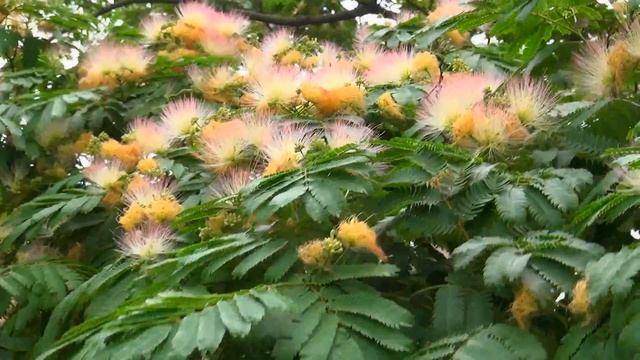 Геленджикский вальс смотреть онлайн