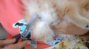 Уход за щенком ГИГИЕНА щенка ПОМЕРАНСКИЙ шпиц