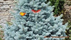 Ель колючая Мэджестик Блю (majestic blue) ? обзор: как сажать, саженцы ели Мэджестик Блю