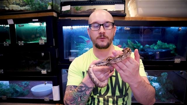 What is the BEST BOA? Dumerils Boa vs Red Tail Boa vs Common Boa Comparison смотреть онлайн