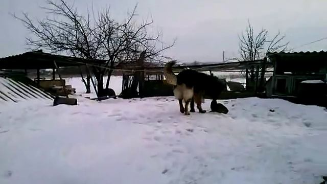 Немецкая овчарка играет с котом ))) смотреть онлайн