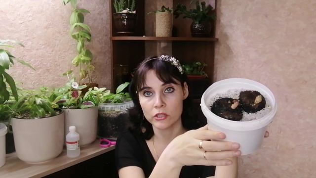 Бегония клубневая, 1 средство и клубни не будут гнить смотреть онлайн