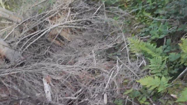 ДИКИЕ КАРПАТЫ  WILD CARPATHIANS