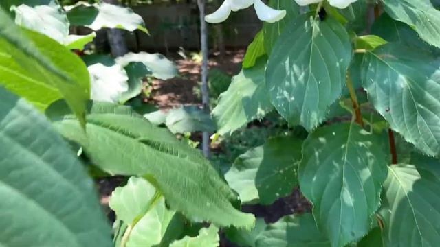 Hydrangea paniculata 'Le Vasterival | GREAT STAR® смотреть онлайн