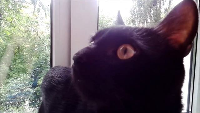 Цветы на подоконнике/The flowers on the window смотреть онлайн